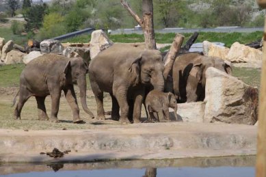 Údolí slonů - foto: Petra Hajská a autoři